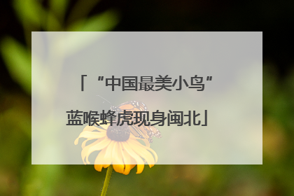 “中国最美小鸟”蓝喉蜂虎现身闽北