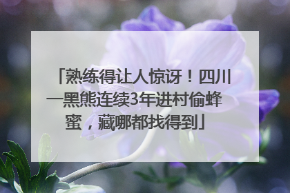 熟练得让人惊讶！四川一黑熊连续3年进村偷蜂蜜，藏哪都找得到