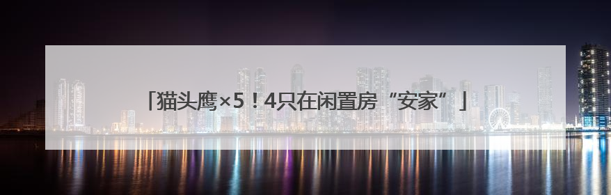 猫头鹰×5！4只在闲置房“安家”