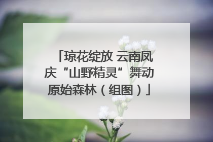 琼花绽放 云南凤庆“山野精灵”舞动原始森林（组图）