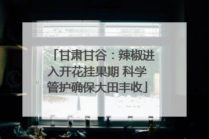 甘肃甘谷：辣椒进入开花挂果期 科学管护确保大田丰收