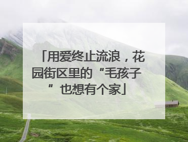 用爱终止流浪，花园街区里的“毛孩子”也想有个家