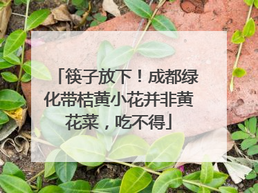 筷子放下！成都绿化带桔黄小花并非黄花菜，吃不得