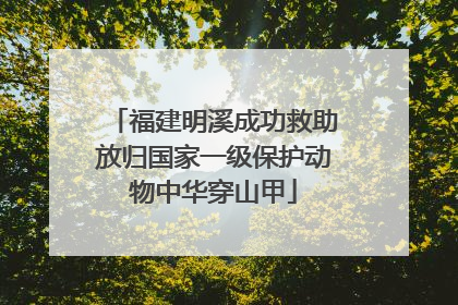 福建明溪成功救助放归国家一级保护动物中华穿山甲
