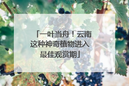 一叶当舟！云南这种神奇植物进入最佳观赏期