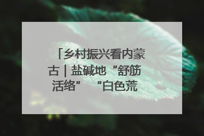 乡村振兴看内蒙古｜盐碱地“舒筋活络” “白色荒漠”长出吨粮田
