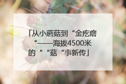 从小蘑菇到“金疙瘩“——海拔4500米的““菇“事新传