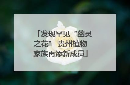 发现罕见“幽灵之花” 贵州植物家族再添新成员