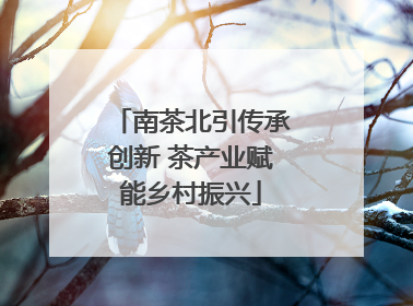 南茶北引传承创新 茶产业赋能乡村振兴
