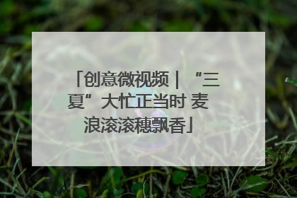 创意微视频｜“三夏”大忙正当时 麦浪滚滚穗飘香