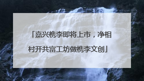 嘉兴槜李即将上市，净相村开共富工坊做槜李文创