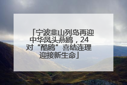 宁波韭山列岛再迎中华凤头燕鸥，24对“酷鸥”喜结连理迎接新生命