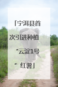 宁洱县首次引进种植“云淀1号”红薯