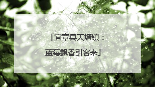 宜章县天塘镇：蓝莓飘香引客来