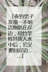 夜钓男子发现一不明活物趴在岸边，用竹竿将其拨入水中后，它又爬回岸边……