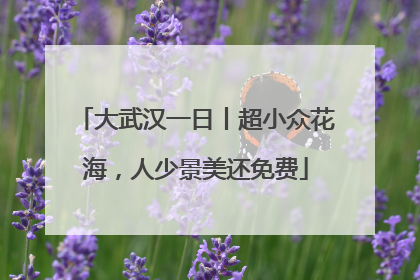 大武汉一日丨超小众花海，人少景美还免费