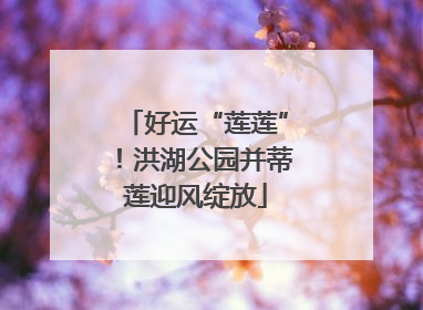 好运“莲莲”！洪湖公园并蒂莲迎风绽放