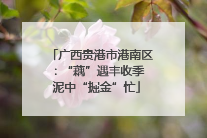 广西贵港市港南区：“藕”遇丰收季 泥中“掘金”忙