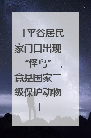 平谷居民家门口出现“怪鸟”，竟是国家二级保护动物