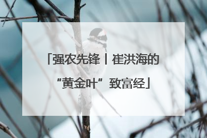 强农先锋丨崔洪海的“黄金叶”致富经