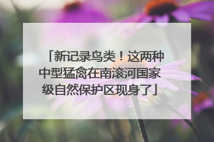 新记录鸟类！这两种中型猛禽在南滚河国家级自然保护区现身了
