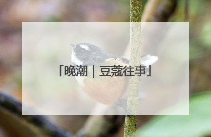 晚潮｜豆蔻往事