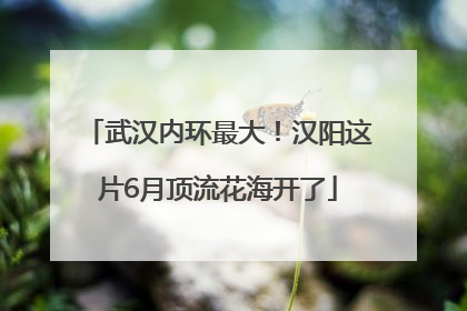 武汉内环最大！汉阳这片6月顶流花海开了