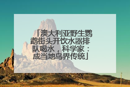 澳大利亚野生鹦鹉街头开饮水器排队喝水，科学家：成当地鸟界传统