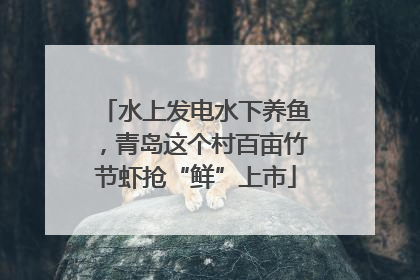 水上发电水下养鱼，青岛这个村百亩竹节虾抢“鲜”上市