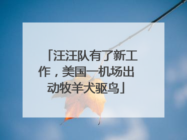汪汪队有了新工作，美国一机场出动牧羊犬驱鸟