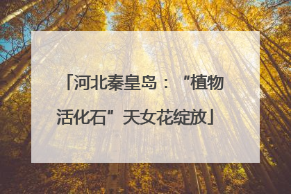 河北秦皇岛：“植物活化石”天女花绽放