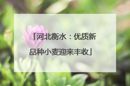 河北衡水：优质新品种小麦迎来丰收