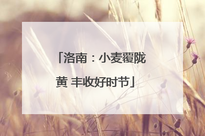洛南：小麦覆陇黄 丰收好时节
