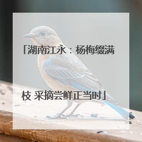 湖南江永：杨梅缀满枝 采摘尝鲜正当时
