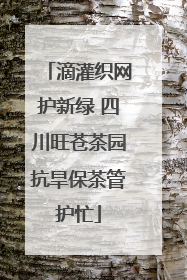 滴灌织网护新绿 四川旺苍茶园抗旱保茶管护忙