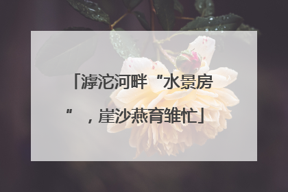 滹沱河畔“水景房”，崖沙燕育雏忙
