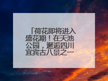 荷花即将进入盛花期！在天池公园，邂逅四川宜宾古八景之一“天池晚照”