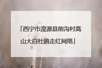 西宁市湟源县前沟村高山大白杜鹃走红网络