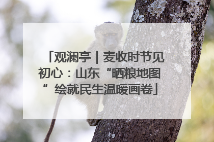 观澜亭｜麦收时节见初心：山东“晒粮地图”绘就民生温暖画卷