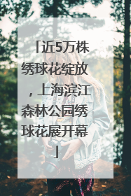 近5万株绣球花绽放，上海滨江森林公园绣球花展开幕