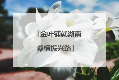 金叶铺就湖南桑植振兴路