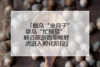 雌鸟“坐月子”雄鸟“忙捕猎” 峡谷旅游路栗喉蜂虎进入孵化阶段