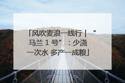 风吹麦浪一线行｜“马兰 1 号”：少浇一次水 多产一成粮