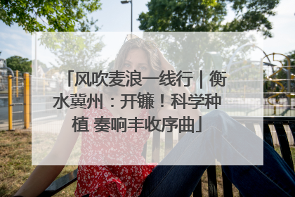 风吹麦浪一线行｜衡水冀州：开镰！科学种植 奏响丰收序曲
