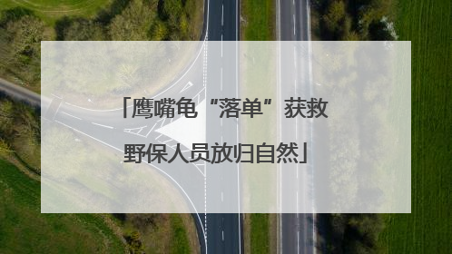 鹰嘴龟“落单”获救 野保人员放归自然