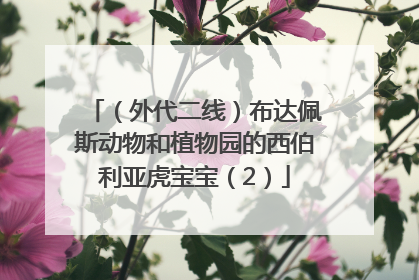 （外代二线）布达佩斯动物和植物园的西伯利亚虎宝宝（2）
