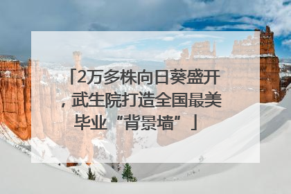 2万多株向日葵盛开，武生院打造全国最美毕业“背景墙”